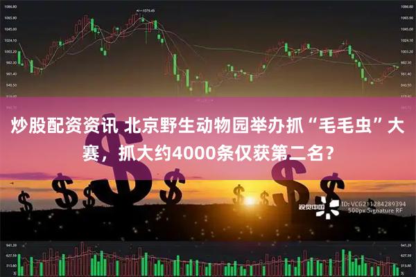 炒股配资资讯 北京野生动物园举办抓“毛毛虫”大赛，抓大约4000条仅获第二名？